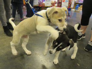 Couple of dogs playing together