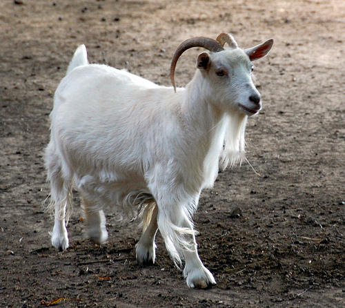 Festival organisers seek suitable nanny goat