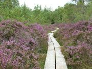 The Abbeleix Bog Walk has been voted as number 1