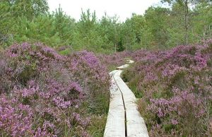 The Abbeleix Bog Walk has been voted as number 1
