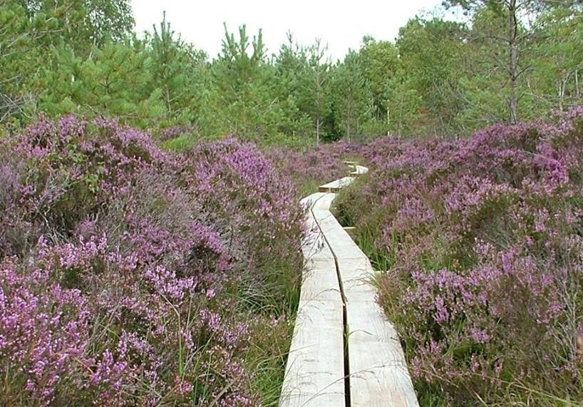 The Abbeleix Bog Walk has been voted as number 1