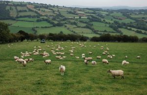 Sheep