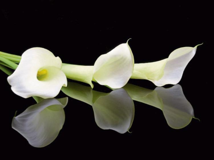 Deaths in Laois – Friday, July 8, 2022 Deaths in Laois – Friday, July 8, 2022