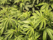 Cannabis herb valued at €500 was found in the search
