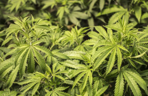 Cannabis herb valued at €500 was found in the search