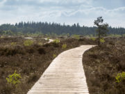 Abbeyleix Bog