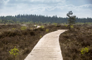 Abbeyleix Bog