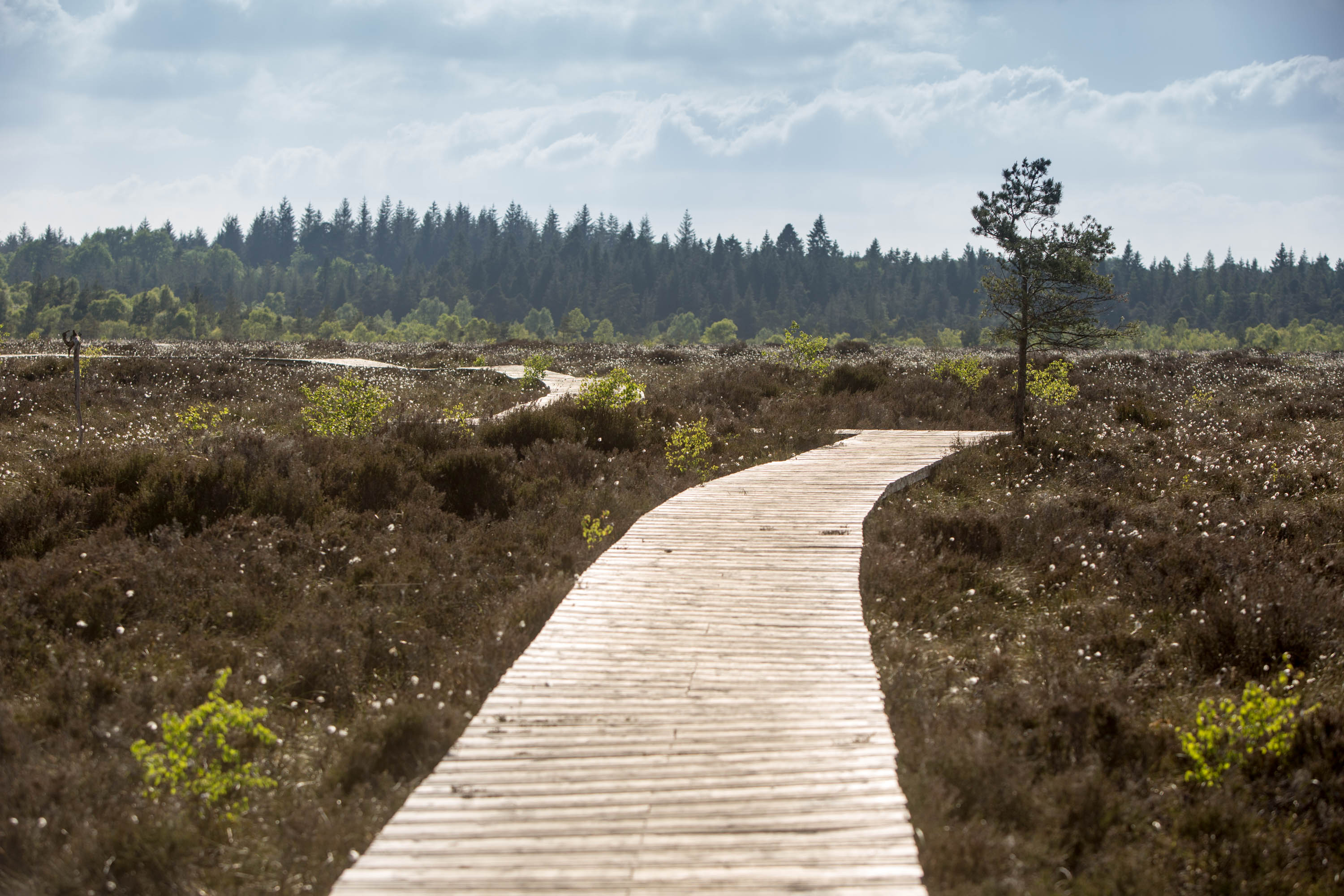 Abbeyleix Bog