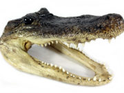 Alligator heads among items seized by customs in Portlaoise