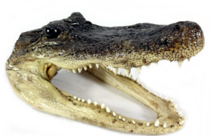 Alligator heads among items seized by customs in Portlaoise