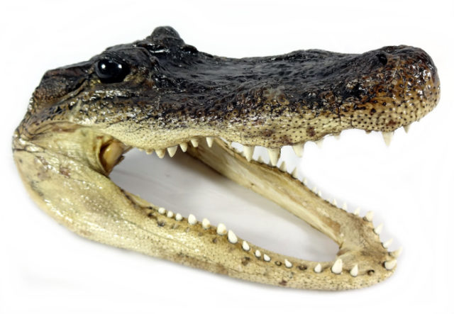 Alligator heads among items seized by customs in Portlaoise