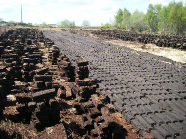 Turf