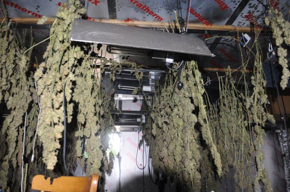 Gardaí find €500,000 worth of cannabis after house fire