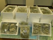 Cannabis has been seized