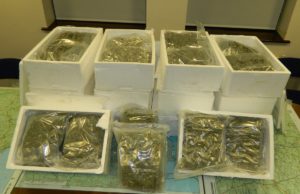 Cannabis has been seized