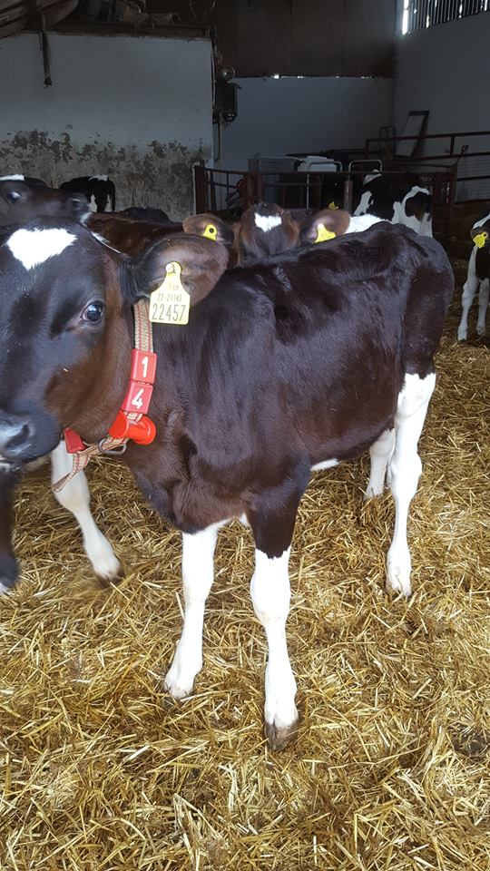 Money raised by sale of Laois calf to go to Bóthar