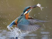A kingfisher has been spotted at the lake in Portlaoise