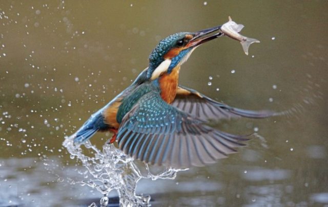 A kingfisher has been spotted at the lake in Portlaoise