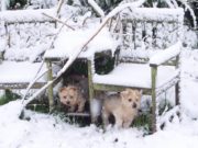Even the dogs were enjoying Laois as a winter wonderland