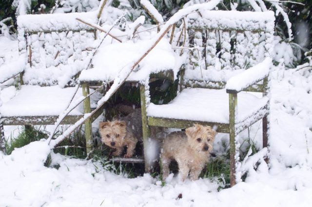 Even the dogs were enjoying Laois as a winter wonderland