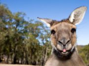 Charlie Flanagan is off to Australia this year
