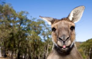 Charlie Flanagan is off to Australia this year