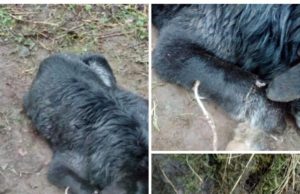 The beloved pet was brutally killed