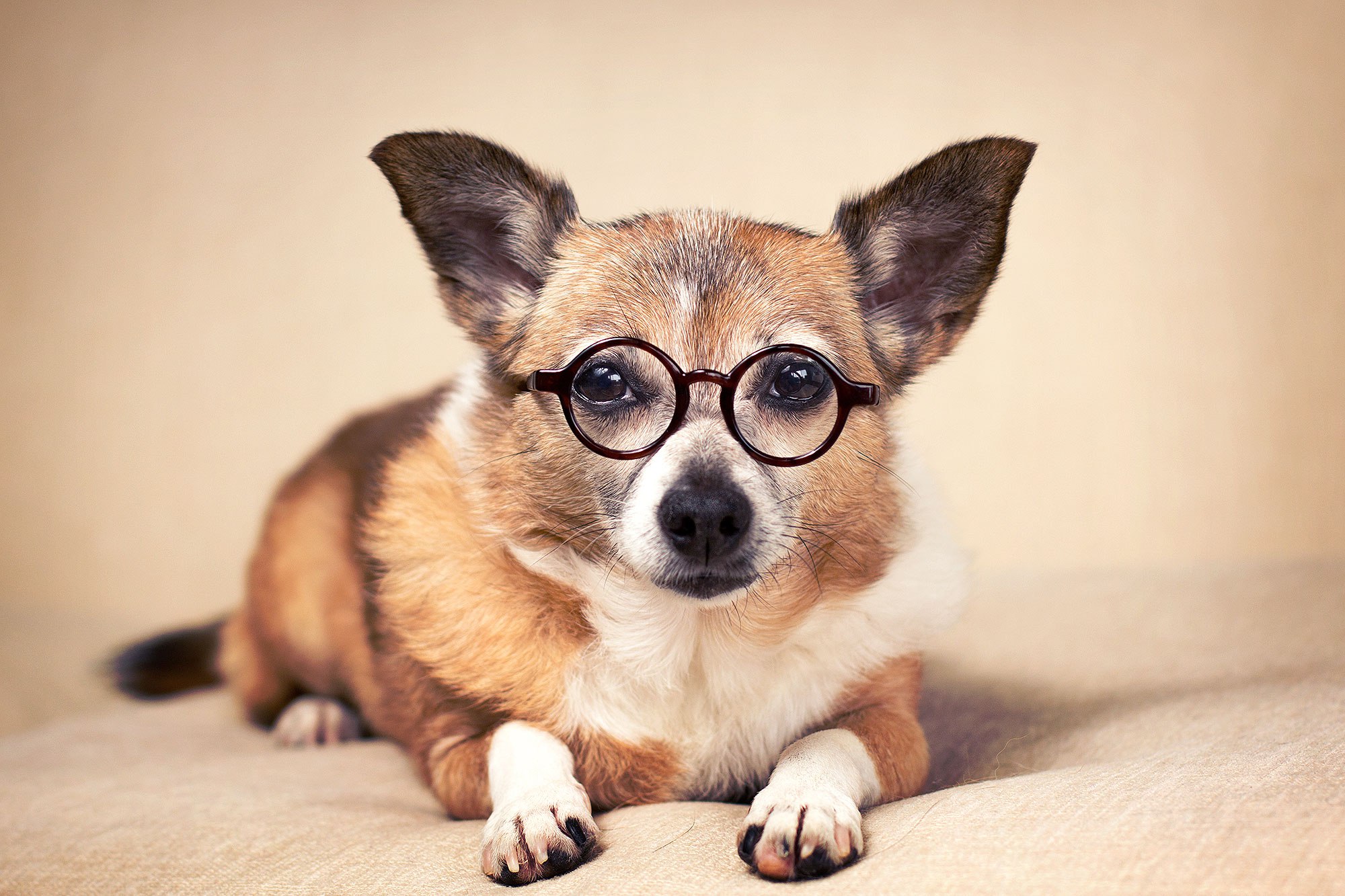The clever hot sale dog