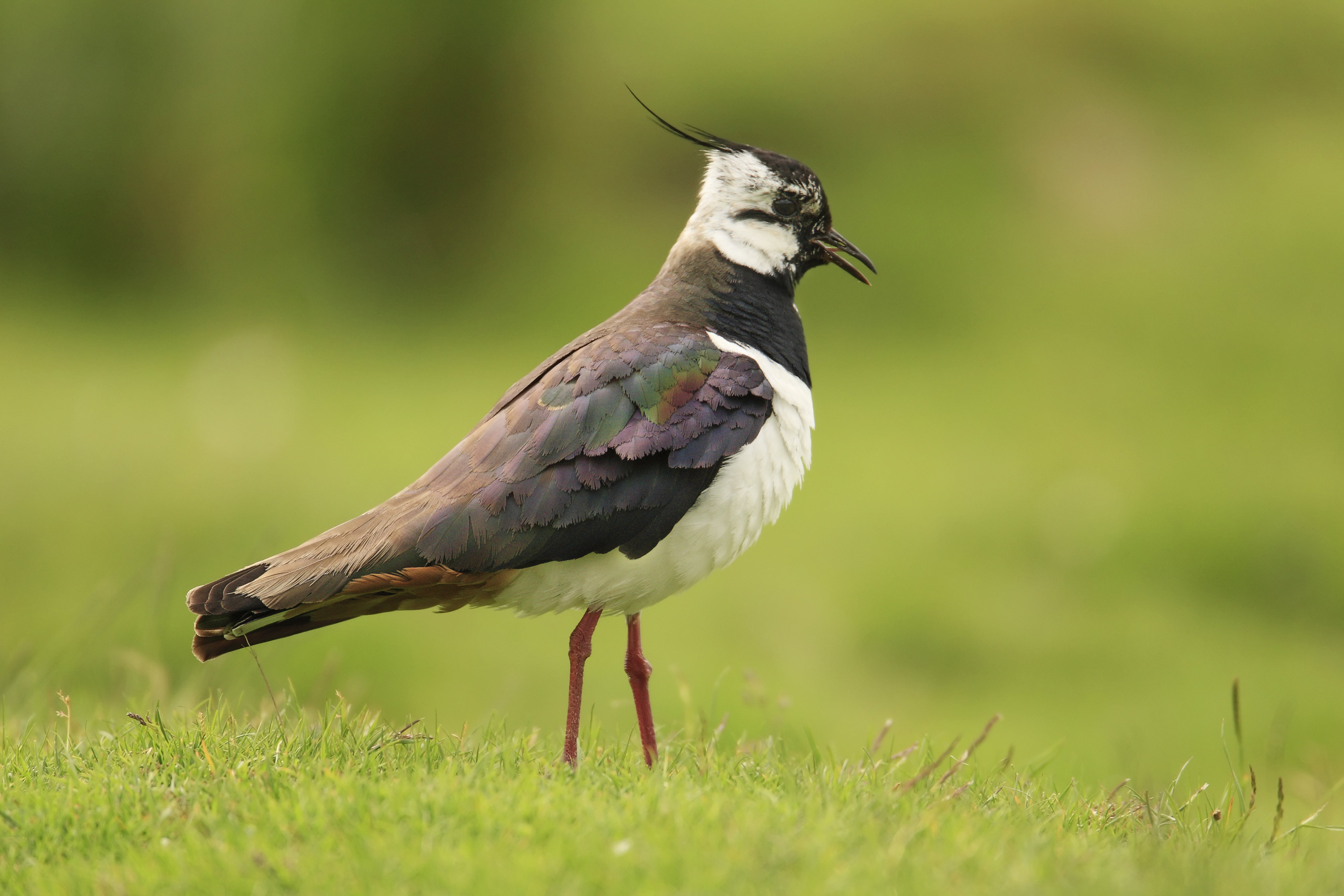Public help sought to protect threatened Lapwing birds