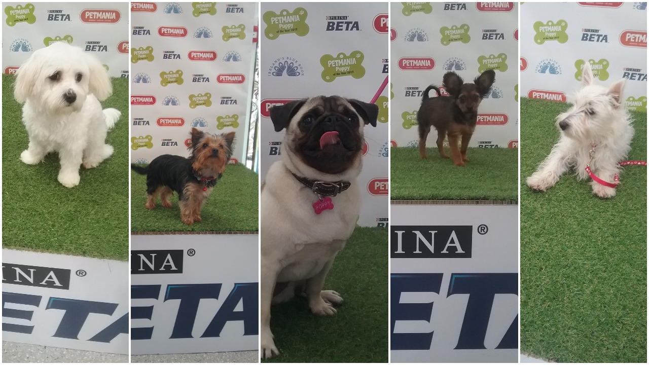 petmania puppy competition