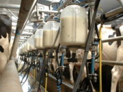 Dairy Farms Laois