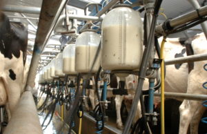 Dairy Farms Laois