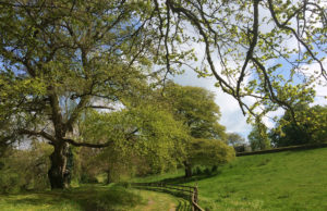 Durrow Leafy Loop