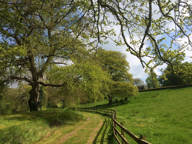 Durrow Leafy Loop