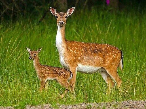 Fallow deer