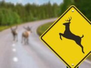 Deer