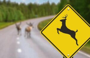 Deer