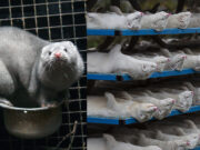 Mink