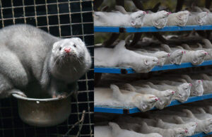 Mink