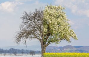 Spring
