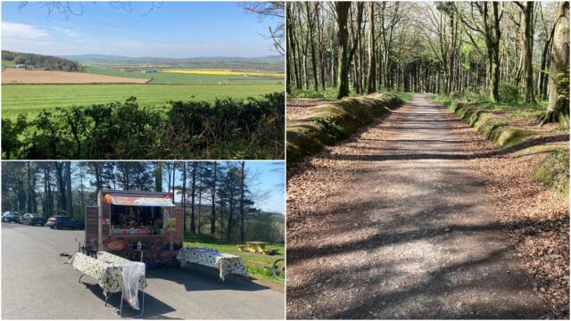 Oaghaval Woods Stradbally