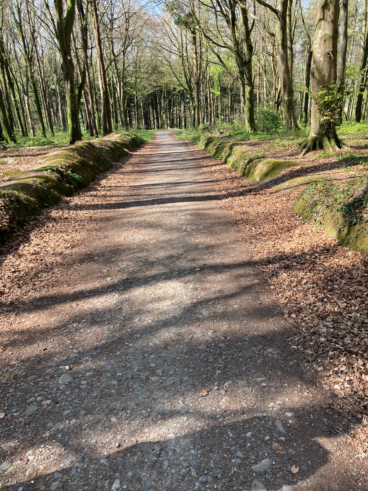 Oaghaval Woods Stradbally