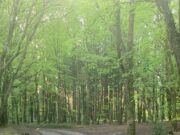 Togher Woods