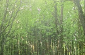 Togher Woods