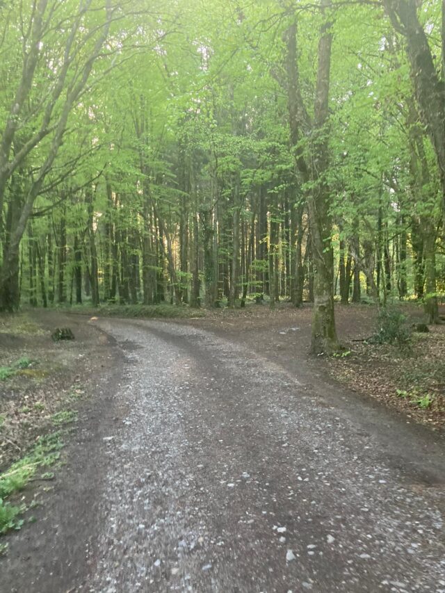 Togher Woods