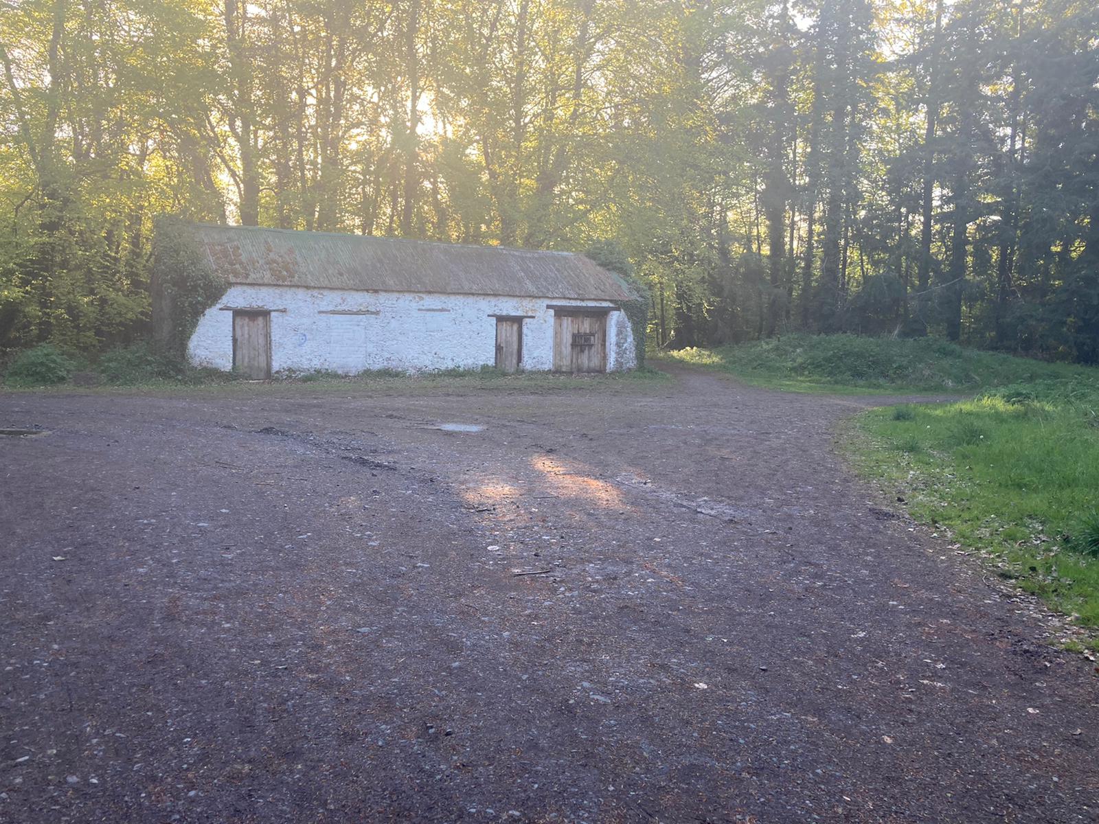 Togher Woods 