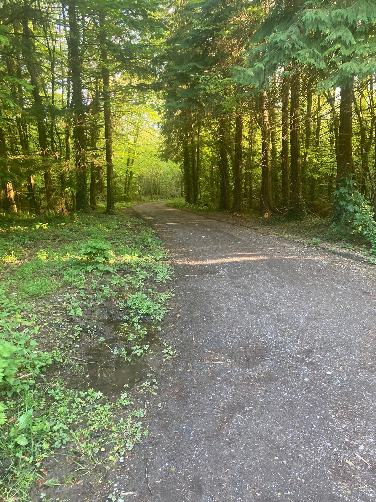 Togher Woods 