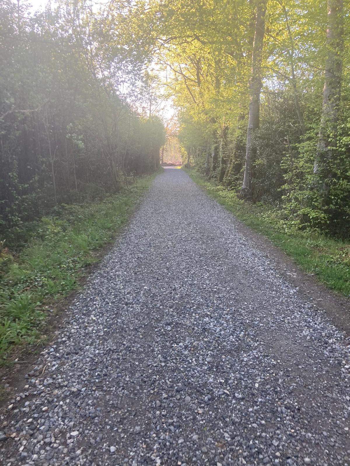 Togher Woods 