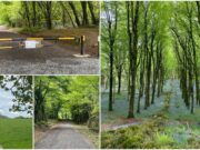 Dysart Woods