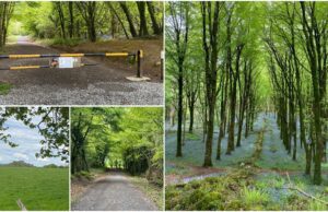 Dysart Woods